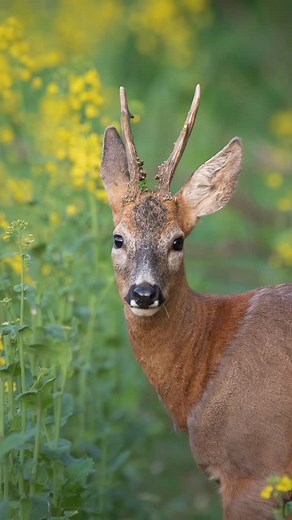 Un regard et un cliché 📸 Nikon Z6II Sigma 150-600 @nikonfr @sigmafrance | Jeremythevret.photographie