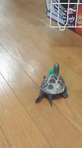 【The world's fastest turtle sergeant chases cats around】 | Yfyio