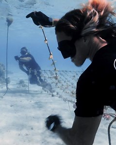 495 reactions · 27 shares | Small act, BIG IMPACT!  Adopt a coral with Coral Gardeners and be a catalyst for change. Together, let's rebuild our underwater paradise! | Coral Gardeners | Facebook