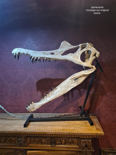 Replica of the Spinosaurus Skull - High Quality Resin Casting on Original Made in France With Base to Open and Close the Mouth. - Etsy