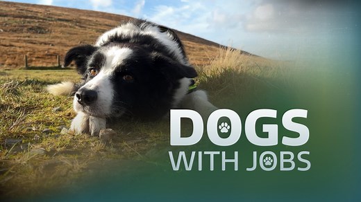 Dogs With Jobs - Episode 1