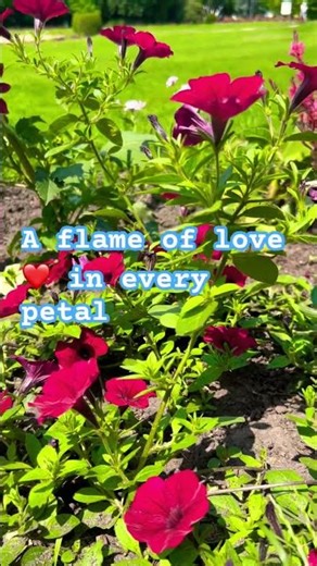 Red Surfinia Petunia | The Cascading Flame 🌺🔥#divyakusuma