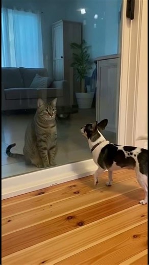 The most cowardly "keyboard warrior" of the year: still has to bow his head.