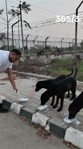 Day 3 of dog feeding #dog #feeding #shorts