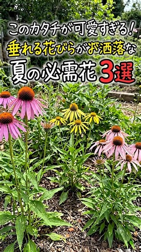 【The Drooping Petals Are So Cute】The Ultimate Perennial That's a Must-Have for Your Summer Garden