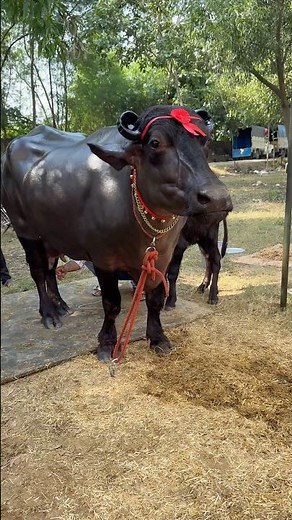 📮Rohtak Ke Mele Me-SixerSong4, Ajay Hooda, Sakshi, Surila, Kanchan | NewHaryanvi DJ Song