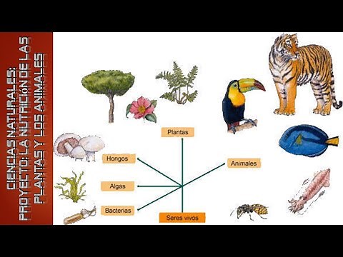 CIENCIAS Proyecto la nutrición de las plantas y los animales