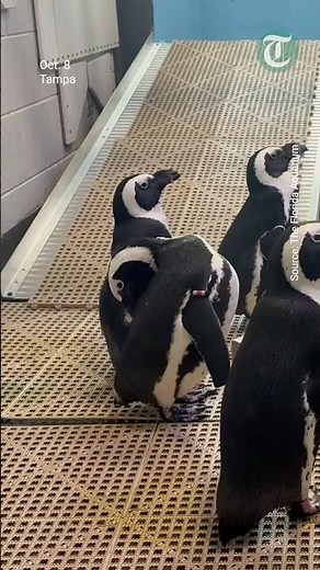 Penguins move to higher ground at The Florida Aquarium ahead of Hurricane Milton