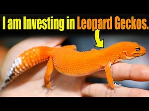 Meet My $10k Designer Leopard Gecko Collection