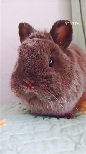 This Bunny Is Too Cute To Be Real 🐰 | You Won't Stop Smiling!