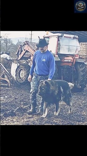 Alabai in Action – The Real Power of Central Asia’s Most Dangerous Dog!
