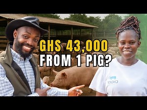 THIS IS HOW MUCH PROFIT SHE MAKES FROM PIG FARMING IN GHANA!!