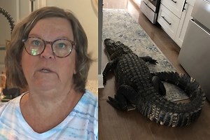 8-Foot Alligator Bursts Through Florida Woman’s Screen Door And Makes Itself At Home As Owner Watches TV On Couch