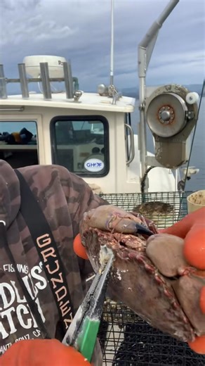 5.8K views · 22 reactions | Sheep Crab or Alien #fyp #seafood #friendliestcatch #crab | Pollich Catches | Facebook