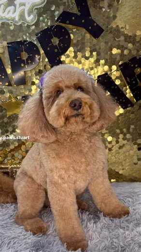Fancy Paws Stuart on Instagram: "Cassie 🥰🎊🐾🐶🎉 #cutesy #newyear #2026 #teddybear #thebestgroomingshop"