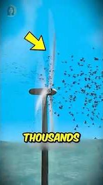 The Amazing Black Blade Saving Thousands of Birds Daily