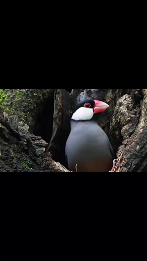 Java Sparrow Mutations: Exploring Unique Varieties