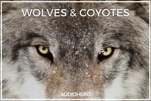Wolves & Coyotes SFX Collection | Animals Sound FX | Unity Asset Store