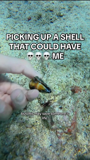 Understanding Cone Snails: A Diver's Cautionary Tale