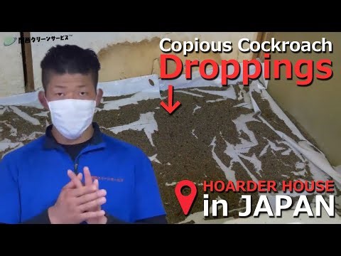 [Viewer Warning] Copious Cockroach Droppings - Complete Clear Up [Professional Cleaning]