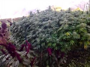 Chemmy Jones Outdoor SCROG 2014 1