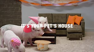 252K views · 455 reactions | Lifeproof with Petproof Technology Carpet can go toe-to-toe with any pet, any stain, any time. | The Home Depot | Facebook