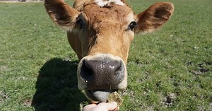 Airbnb Now Features Animal Experiences & Where Do We Sign Up?