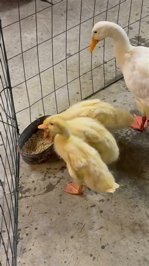 Pipp let the ducklings eat🦆🐥