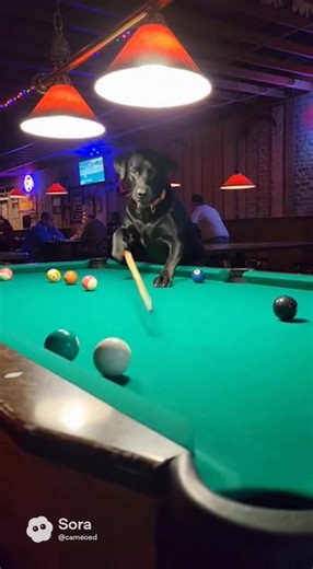 Dog loves shooting pool#comedy
