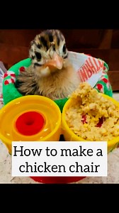 CHICKEN CHAIR. After posting about our guinea keet, with leg issues in their chairs, I received hundreds of messages asking how I made the chick chair. I used what I had around the house to make this chair to keep the guinea keets upright so that they could eat and drink on their own while hopefully recovering from leg issues after hatching. Please let me know if you have any questions. Please follow my page. ❤️🐓 #rescue #loveheals #chickchair #guineakeet | Funky Chicken