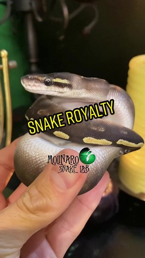 Reply to @curtwilson3 🐍 In many parts of the world Ball Pythons are called Royal Pythons! 🧪 #onlyinmycalvins #PringlesCanHands #podcast #pet #petsnake #snakepet #royalpets #royalpython #ballpython #python #snakelove #kidstiktok #animalfacts #animals #earthday #witchy #moreli #snakeeggs #eggs #snaketok #animalplanet #discovery #pokemon #anime #goodegg #fyp #viral #coffee