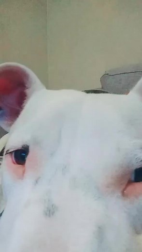 skaden (@kinkadez)’s videos with original sound - skaden