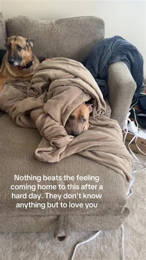 Wouldn't trade it for the world #dogdad #pitbull #germanshepherd #dogtok