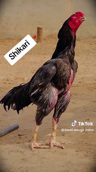 Aseel murga point on TikTok