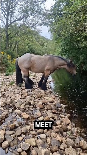 The Belgian Draught Horse | Learn Animals With Gen Z #shorts#animals#horse