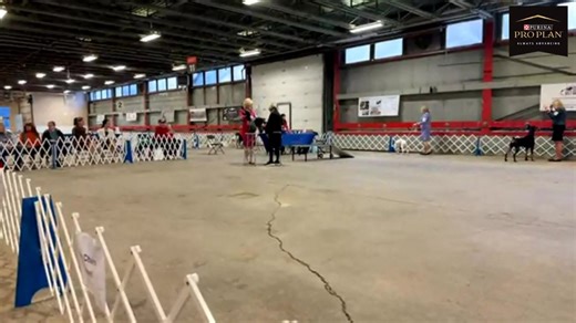 Alberta Kennel Club | Canadian Dog Fancier