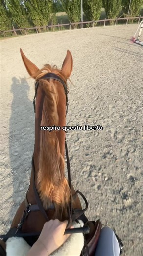estate ritorna🙏🏻 #fy #perte #equitazione #liberta #maneggio