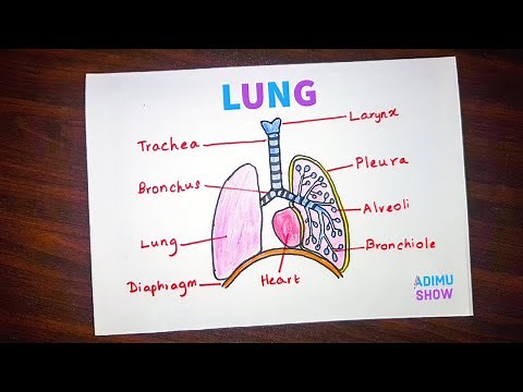 How to draw and label a lung | step by step tutorial