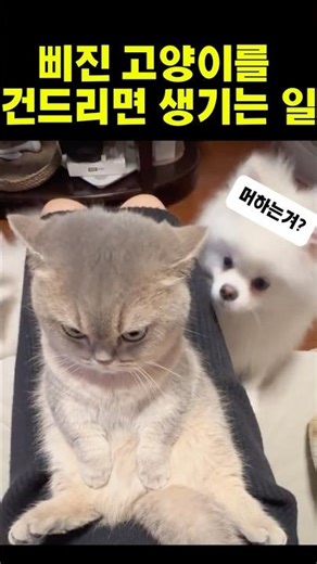 삐진 고양이를 건드리면 생기는 일