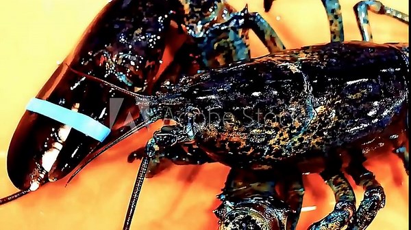 Lobster Platter — a premium Lobster buffet plate, seafood dish beautifully arranged for luxury dining and restaurant presentation. Freshly cooked lobster served in elegant style, ideal for fine dining