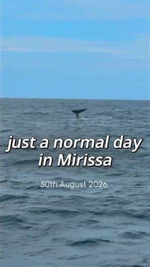 🐋 BLUE WHALE SIGHTING TODAY in Mirissa, Sri Lanka 🇱🇰 | Whale Watching Chaminda