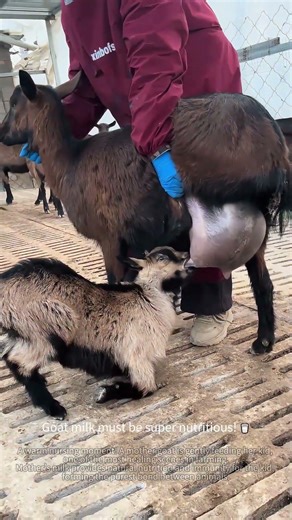 A mother goat is feeding her kid. 🐑 #rurallife #lifehacks