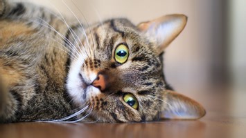 How To Make Your Cat Love You. With Science!