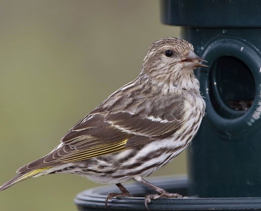 14 BROWN Birds Common in Illinois! (2026)
