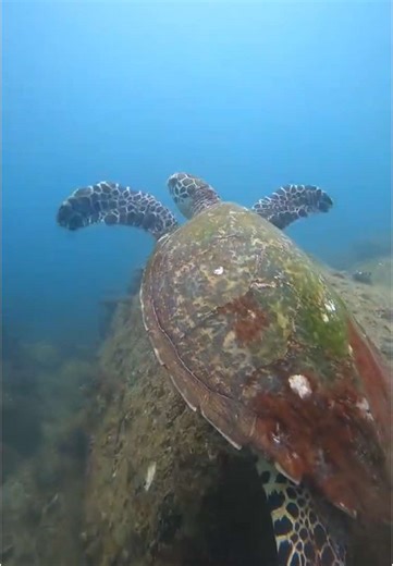 Underwater Encounters in Hikkaduwa, Sri Lanka
