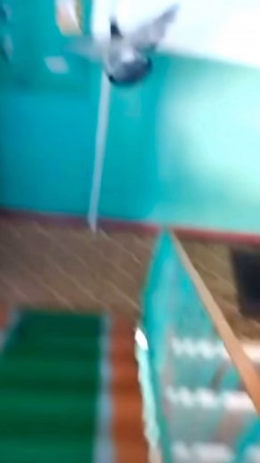 Dubstep Pigeon on Instagram: "Day 3 #bird #meme #goofy #cool #dope #pigeon #shitpost #trending"