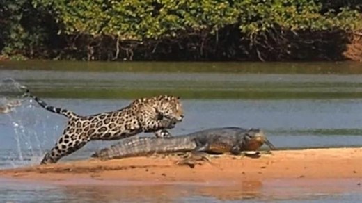 Exclusive Video: Jaguar Kills Caiman