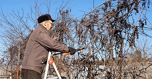 Electrical contact incidents involving homeowners trimming their own trees are on the rise
