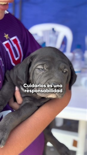 Último móvil de zoonosis del año