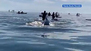 882K views · 2.3K reactions | Whale, hello!  A woman in the waters off of Avila Beach was in the right place at the right time when a humpback whale breached for air. Earlier this month, that same woman captured one whale nearly swallow two kayakers. https://abc7ne.ws/36umQs2 | ABC7 News | Facebook